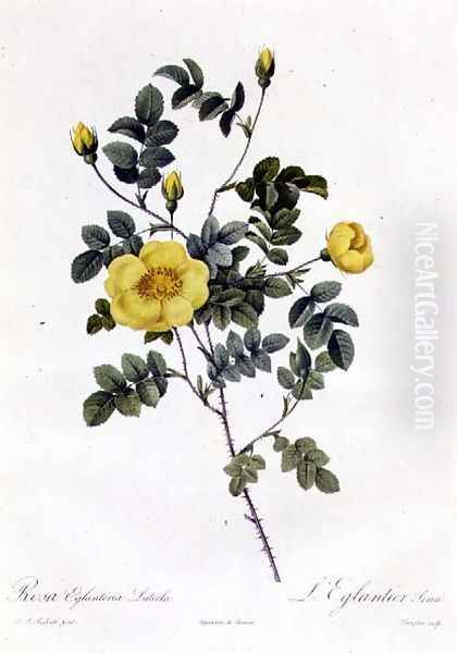 Rosa Eglanteria Luteola Oil Painting by Pierre-Joseph Redoute