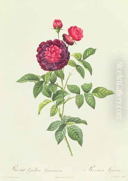 Rosa Gallica Gueriniana Oil Painting by Pierre-Joseph Redoute