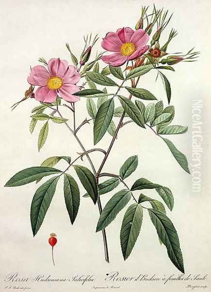 Rosa Hudsoniana Salicifolia, engraved by Langlois, published by Remond Oil Painting by Pierre-Joseph Redoute