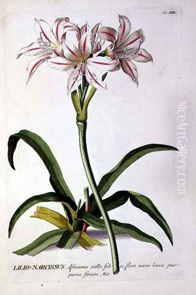 Lilio-Narcissus, from Trew Plantae Selectae Oil Painting by Pierre-Joseph Redoute