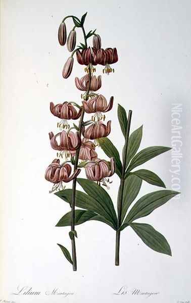 Lilium Martagon, from Les Liliacees, 1806 Oil Painting by Pierre-Joseph Redoute