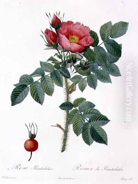 Rosa Kamtschatica, engraved by Chapuy, published by Remond Oil Painting by Pierre-Joseph Redoute