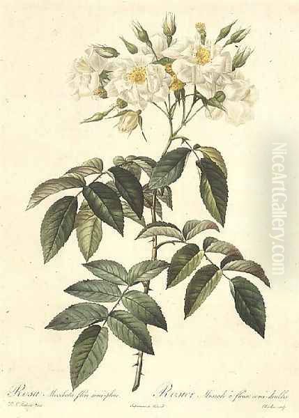 Rosa Moschata Flora Semi-Pleno Oil Painting by Pierre-Joseph Redoute