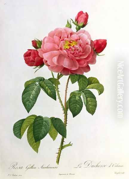 Rosa Gallica Aurelianensis, engraved by Eustache Hyacinthe Langlois 1777-1837 Oil Painting by Pierre-Joseph Redoute