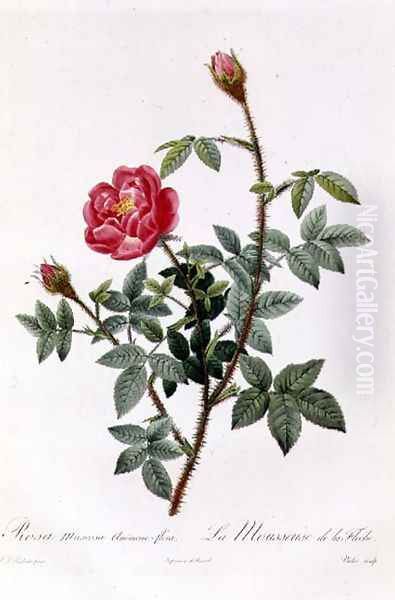 Rosa Muscosa Anemone-Flora Oil Painting by Pierre-Joseph Redoute