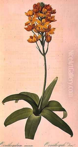 Ornithogalum Aureum, from Les Liliacees Oil Painting by Pierre-Joseph Redoute