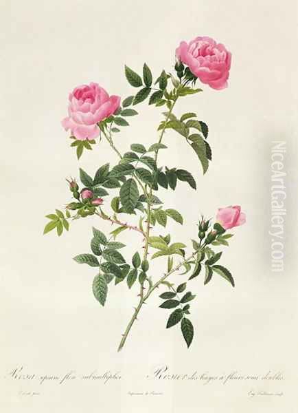 Rosa Sepium Flore Submultiplici Oil Painting by Pierre-Joseph Redoute