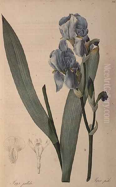 Iris Pallida, from Les Liliacees Oil Painting by Pierre-Joseph Redoute