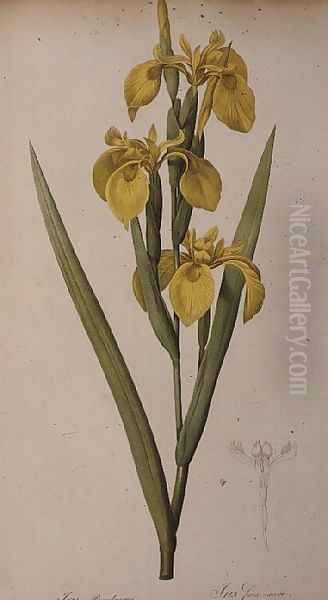 Iris Pseudacorus, from Les Liliacees Oil Painting by Pierre-Joseph Redoute