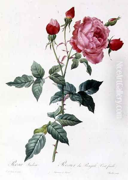 Rosa Indica Oil Painting by Pierre-Joseph Redoute