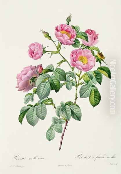 Rosa Mollissima, from Les Roses by Claude Antoine Thory 1757-1827 engraved by Victor, 1817 Oil Painting by Pierre-Joseph Redoute