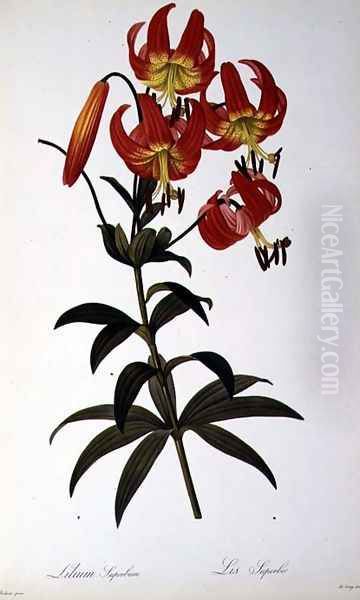 Lilium Superbum, from Les Liliacees, 1805 Oil Painting by Pierre-Joseph Redoute