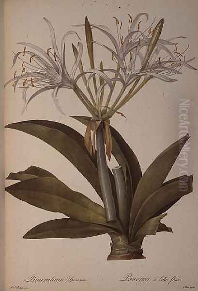 Pancratium speciosum, from Les Liliacees, 1806 Oil Painting by Pierre-Joseph Redoute