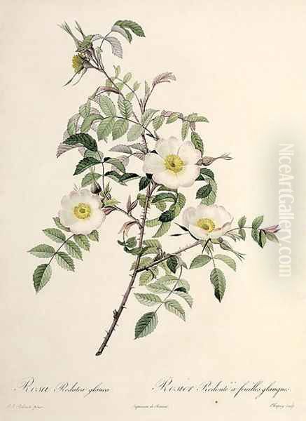 Rosa Redutea glauca, engraved by Chapuy, published by Remond Oil Painting by Pierre-Joseph Redoute