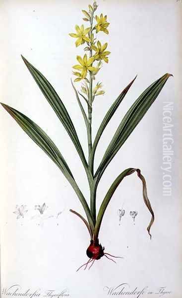 Wachendorfia Thyrsiflora, from Les Liliacees Oil Painting by Pierre-Joseph Redoute