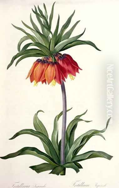 Fritillaria Imperialis from, Les Lilacees, 1802-8 Oil Painting by Pierre-Joseph Redoute