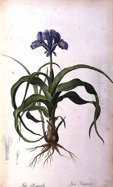 Iris Scorpioides, from Les Liliacees Oil Painting by Pierre-Joseph Redoute