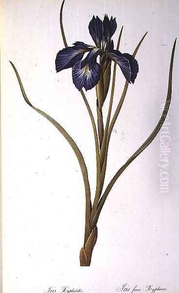 Iris Xyphioides, from Les Liliacees, 1808 Oil Painting by Pierre-Joseph Redoute