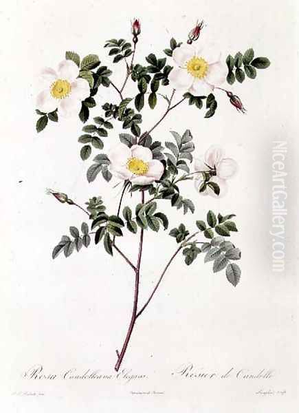 Rosa Candolleana Elegans Oil Painting by Pierre-Joseph Redoute