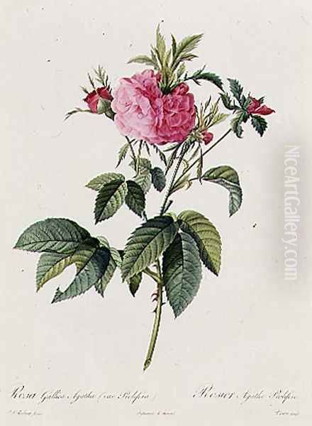 Rosa Gallica Agatha Prolifera Oil Painting by Pierre-Joseph Redoute