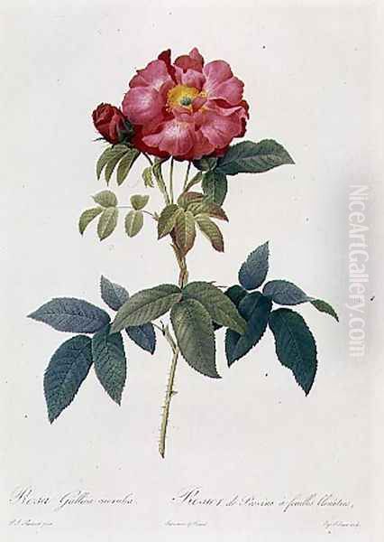 Rosa Gallica Caerulea Oil Painting by Pierre-Joseph Redoute