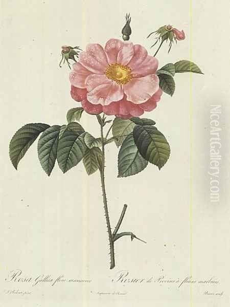 Rosa Gallica Flore Marmoreo Oil Painting by Pierre-Joseph Redoute