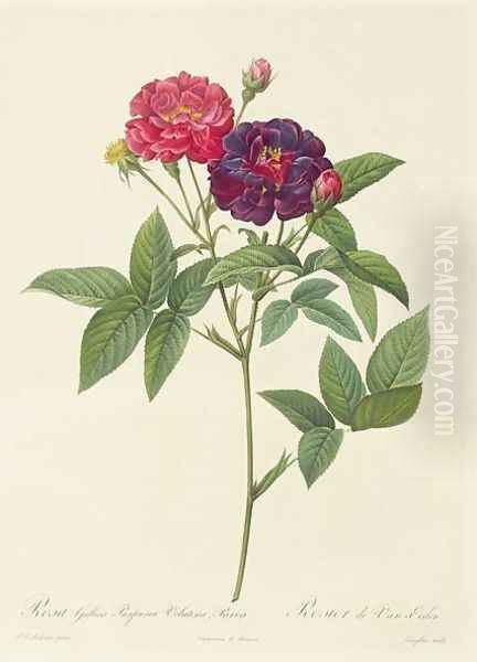 Rosa Gallica Purpurea Velutina, Parva Oil Painting by Pierre-Joseph Redoute