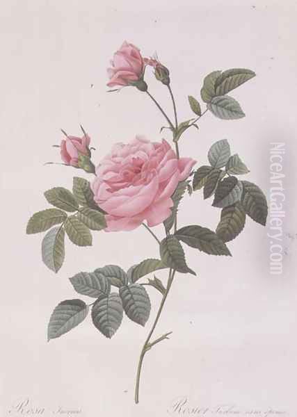 Rosa Inermis Oil Painting by Pierre-Joseph Redoute