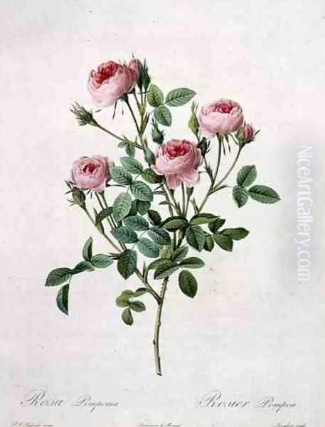 Rosa pomponia, engraved by Langlois, from Les Roses, 1817-24 Oil Painting by Pierre-Joseph Redoute