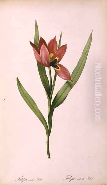 Tulipa oculus-solis, from Tulipe des Jardins Oil Painting by Pierre-Joseph Redoute