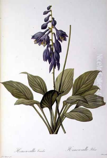 Hemerocallis Caerulea, from Les Liliacees, 1806 Oil Painting by Pierre-Joseph Redoute