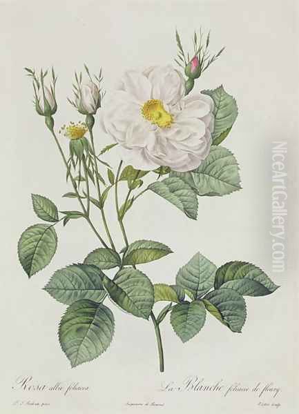 Rosa Alba Foliacea Oil Painting by Pierre-Joseph Redoute