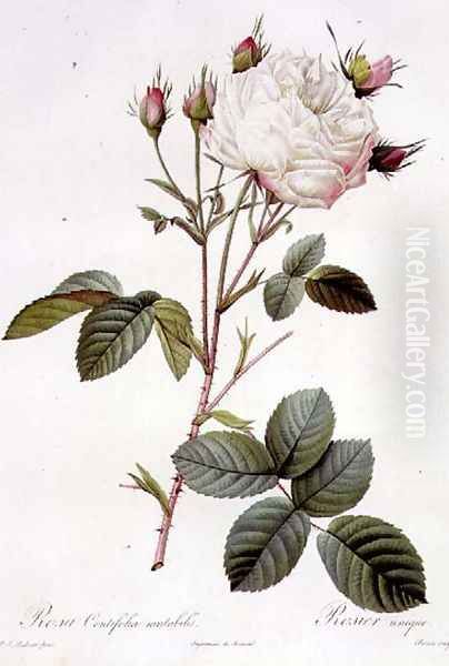 Rosa Centifolia Mutabilis, engraved by Bessin, published by Remond Oil Painting by Pierre-Joseph Redoute