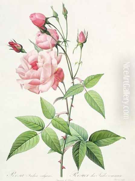 Rosa Indica Vulgaris, engraved by Bessin, from Les Roses, Vol II, 1821 Oil Painting by Pierre-Joseph Redoute