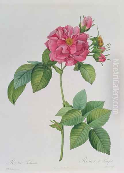 Rosa Turbinata, from Les Roses, Vol 1, 1817 Oil Painting by Pierre-Joseph Redoute