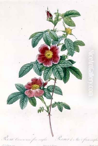 Rosa Cinnamomea Flore Simplici Oil Painting by Pierre-Joseph Redoute