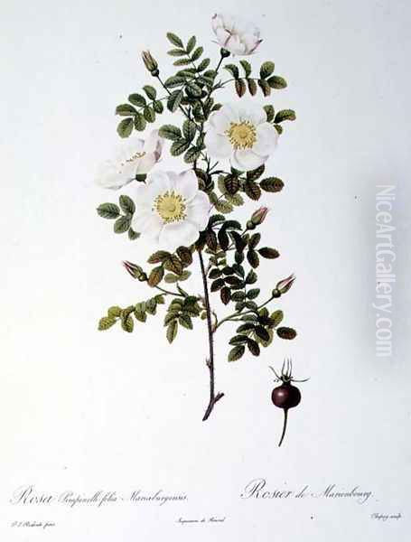 Rosa Pimpinellifolia Mariaeburgensis, engraved by Chapuy, from Les Roses, by Remond, pub. 1818 Oil Painting by Pierre-Joseph Redoute