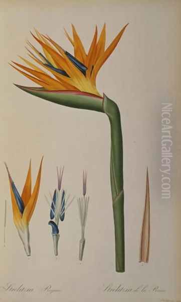 Strelitzia Reginae, from Les Strelitziacees Oil Painting by Pierre-Joseph Redoute