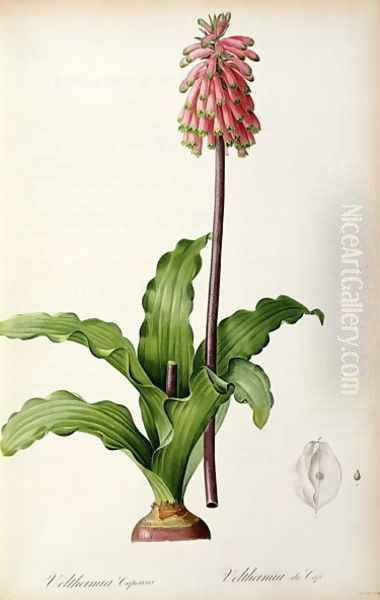 Veltheimia Capensis, from Les Liliacees Oil Painting by Pierre-Joseph Redoute