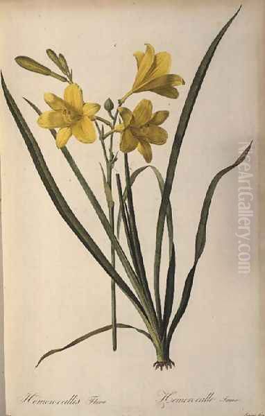 Hemerocallis Flava, from Les Liliacees Oil Painting by Pierre-Joseph Redoute