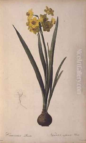 Narcissus Lazetta, from Trew Plantae Selectae Oil Painting by Pierre-Joseph Redoute