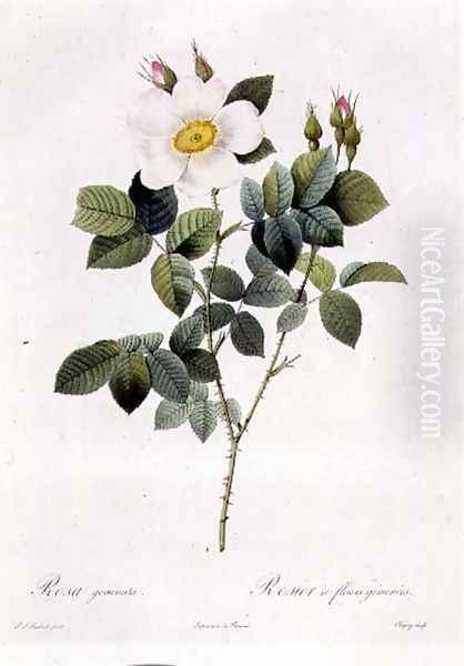 Rosa Geminata Oil Painting by Pierre-Joseph Redoute