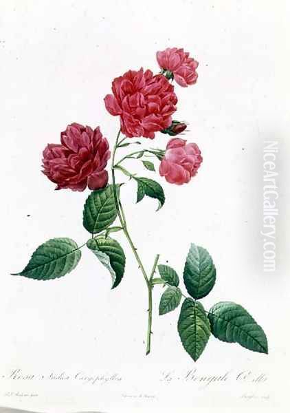 Rosa Indica Caryophyllea Oil Painting by Pierre-Joseph Redoute