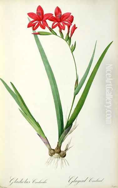 Gladiolus Cardinalis, from Les Liliacees Oil Painting by Pierre-Joseph Redoute