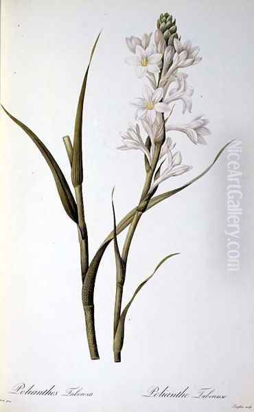 Polianthes Tuberosa, from Les Liliacees, 1806 Oil Painting by Pierre-Joseph Redoute