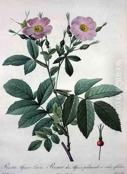 Rosa alpina laevis, engraved by Bessin, from Les Roses, 1817-24 Oil Painting by Pierre-Joseph Redoute