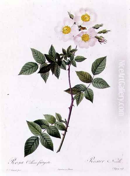 Rosa Collina fastigiata Oil Painting by Pierre-Joseph Redoute