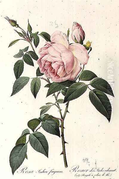 Rosa Indica Fragrans, engraved by Langlois, published by Remond 2 Oil Painting by Pierre-Joseph Redoute