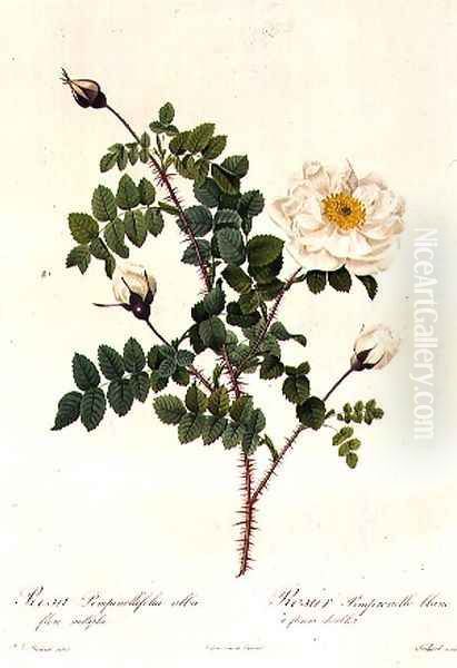 Rosa Pimpinellifolia Alba Flore Multiplei Oil Painting by Pierre-Joseph Redoute