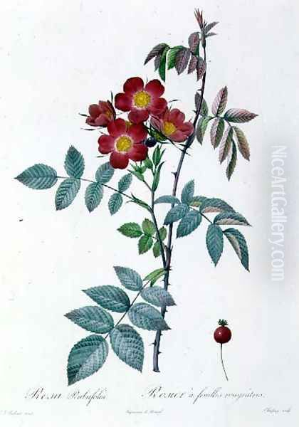 Rosa Rubrifolia Oil Painting by Pierre-Joseph Redoute